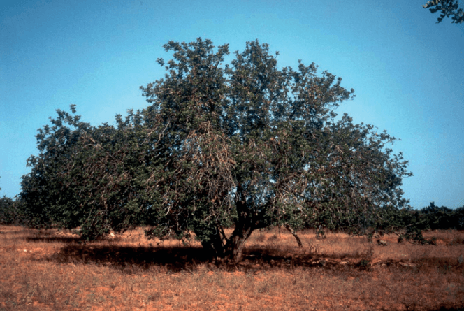 Le Caroubier, un arbre qui donne des semences qui gardent leur poids même désséchées